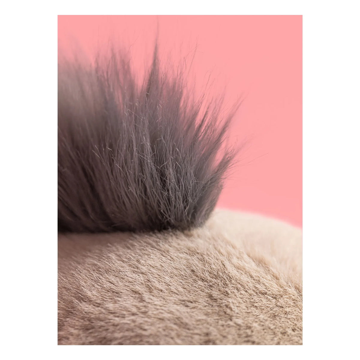 Jellycat - Roarwell वॉलरस प्लश