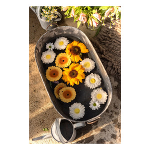 Oli & Carol - Sun the sunflower दांतों का खिलौना (टीथर)